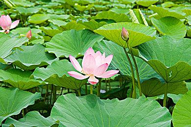 全新酒店模拟经营游戏《酒店建筑师》现已登陆Steam抢先体验！